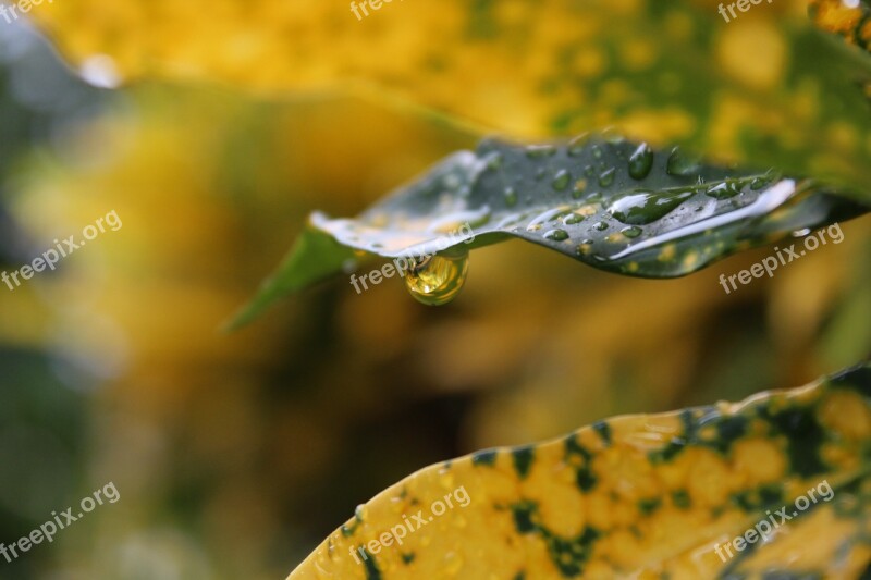 Rain Drop Rain Drops Green Free Photos