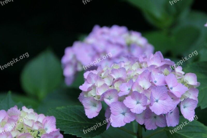 Hydrangea June Purple Free Photos