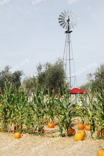 Windmill Farmland Pumpkin Patch Wind Corn Stalk