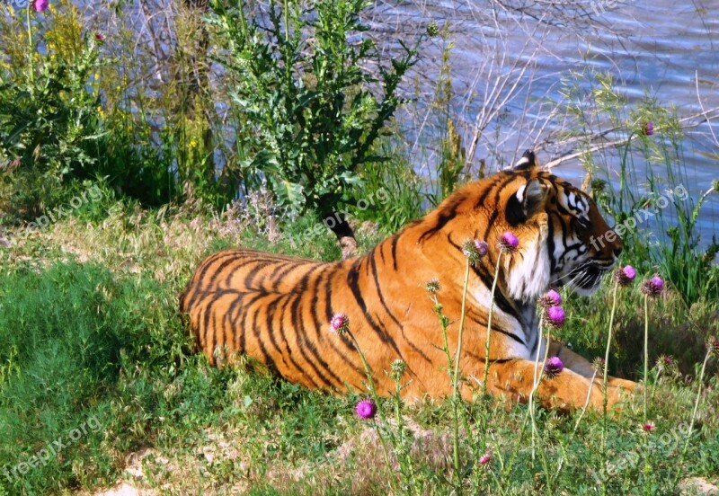 Tiger Water Vegetation Wild Life Cat