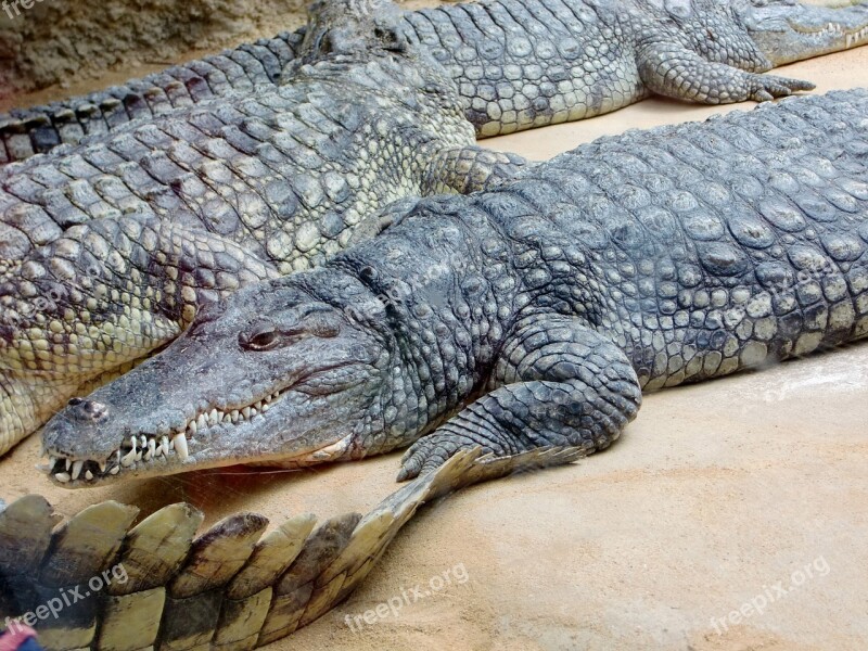 Crocodile Lizard Dangerous Reptile Predator