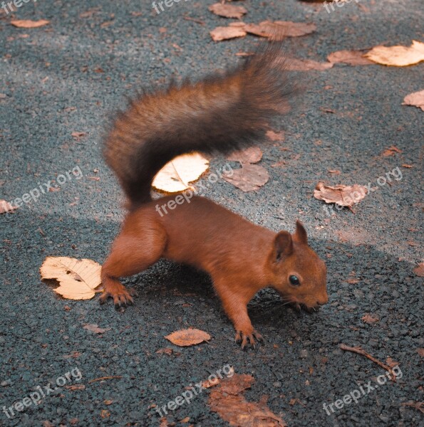 Squirrel Park Living Nature In The Park Animals