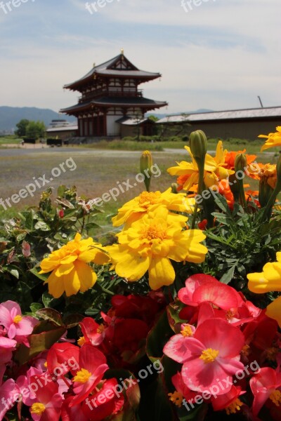 Flowers Colors Japan Spring Colorful Flowers