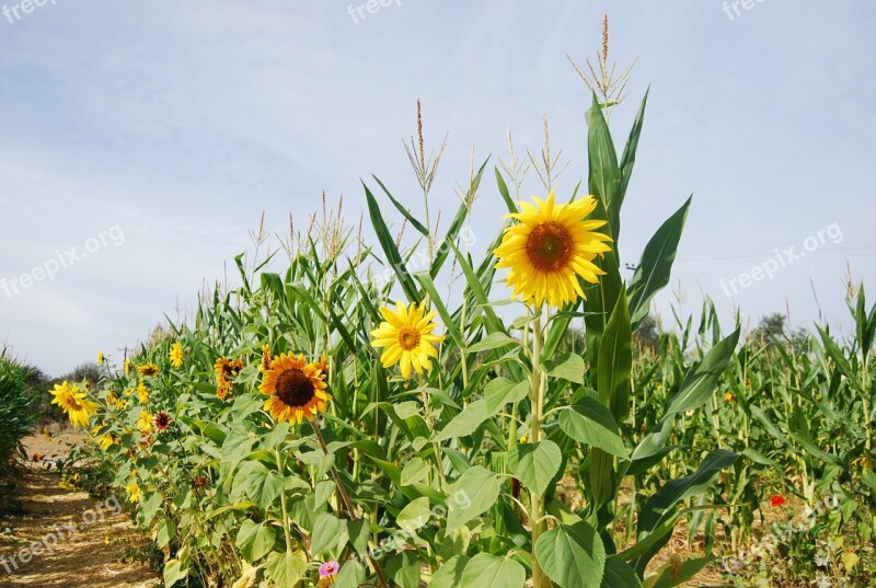 Sunflower Corn Stalks Corn Natural Stalk