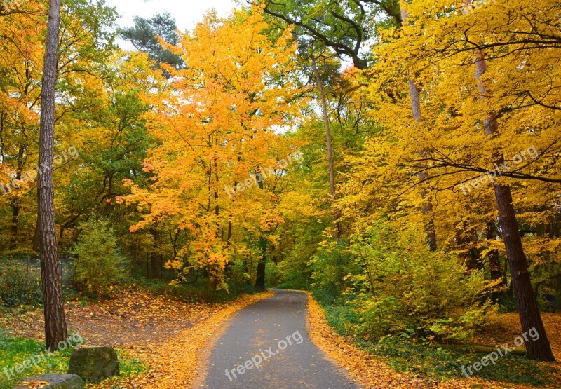 Autumn Autumn Colours Autumn Forest Forest Away