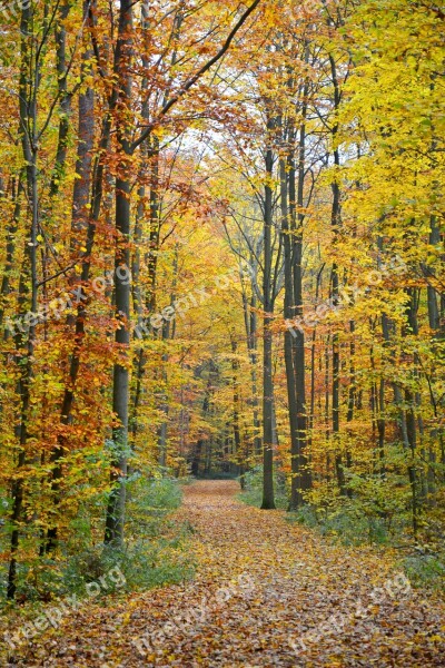 Autumn Autumn Forest Forest Forest Path Trees