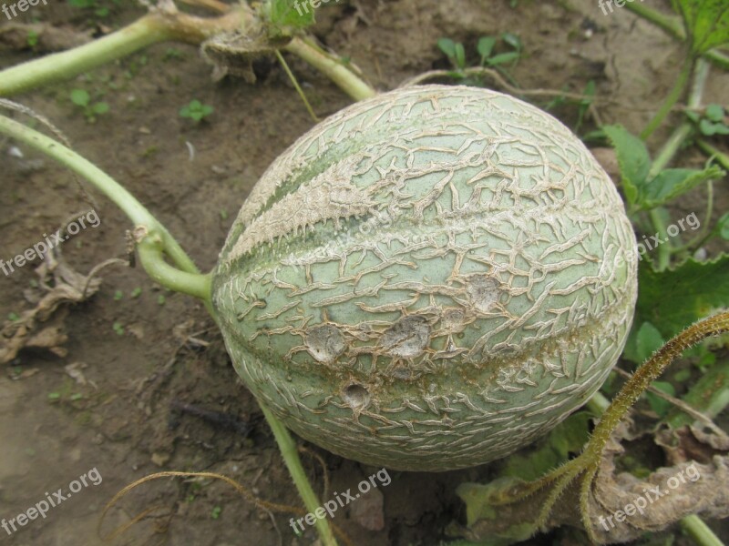 Melon Vegetables Fruit Free Photos