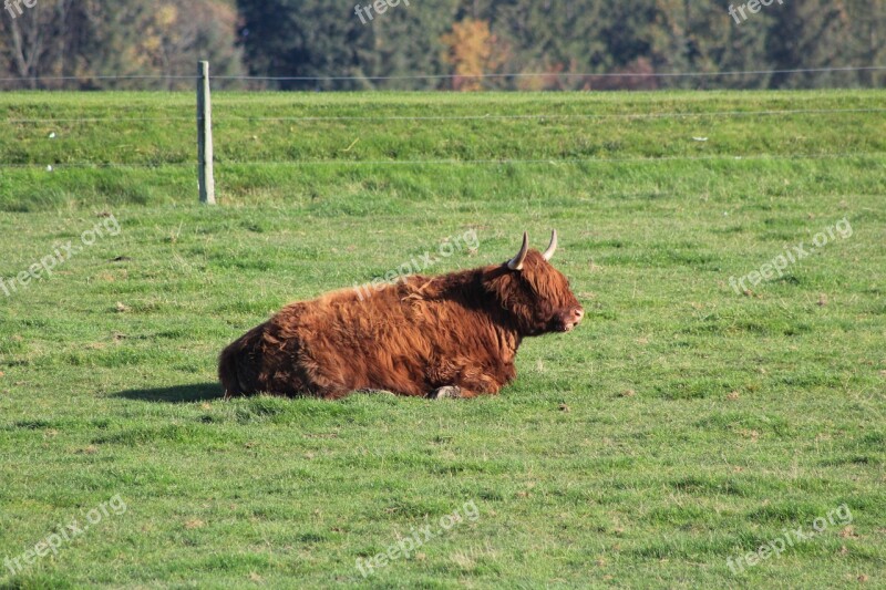 Ox Animal Ruminant Nature Livestock