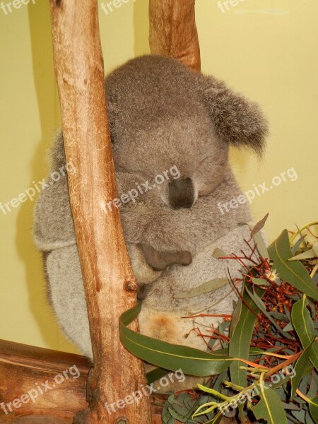 Koala Austraila Cute Sleep Zoo