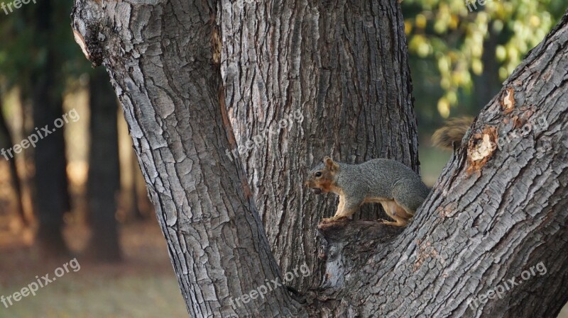 Animal Squirrel Tree Nature Beast