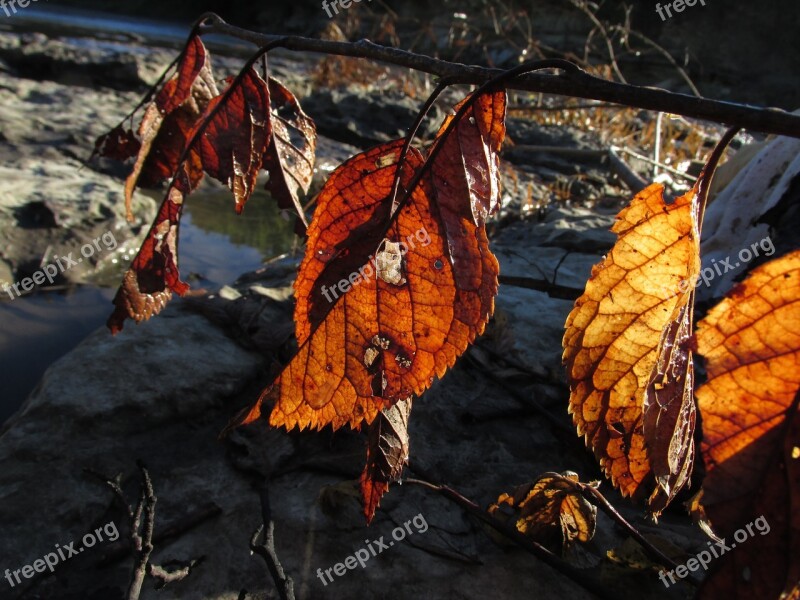 Fall Leaves Autumn Nature Old