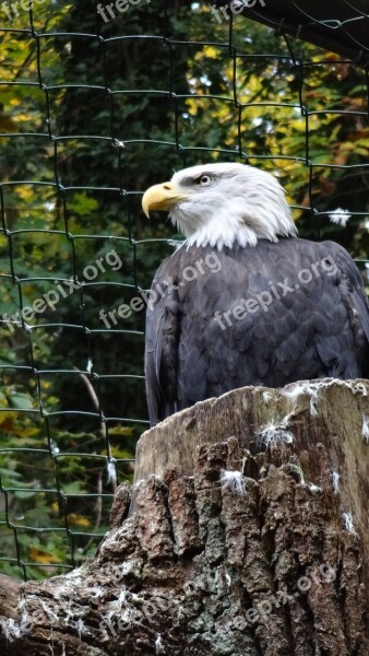 Adler White Golden Eagle Silent Nature