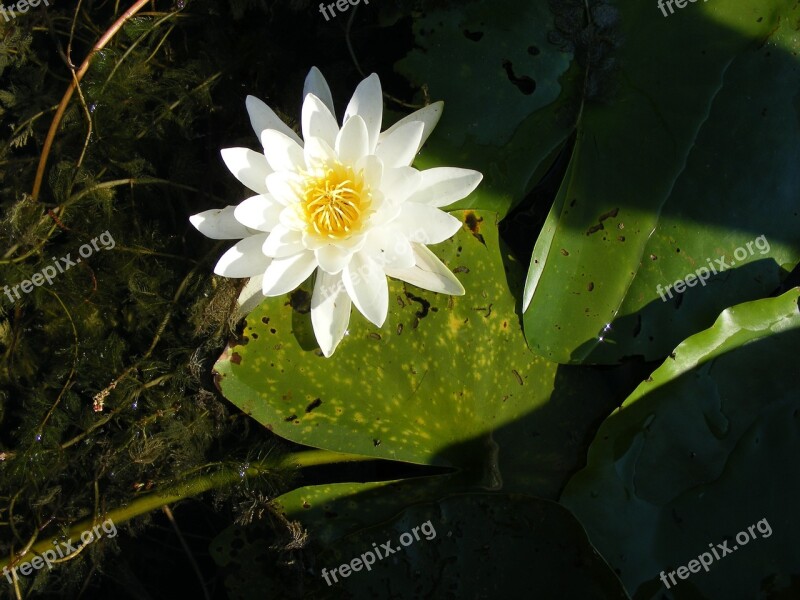 Water Lily Danube Water Flower Free Photos