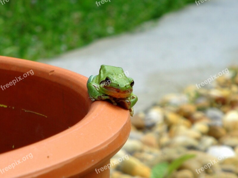 Frog Green Frog Green Animal Nature