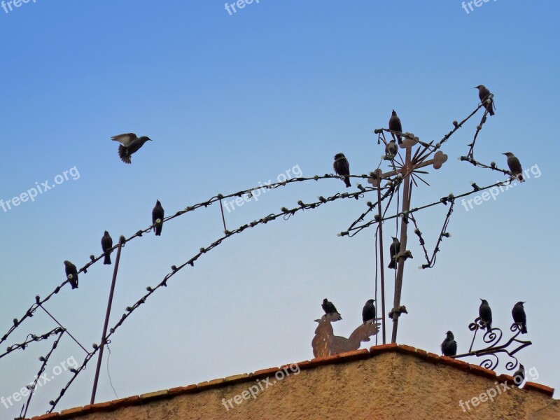 Birds Starlings Christmas Star Veleta Bell Tower