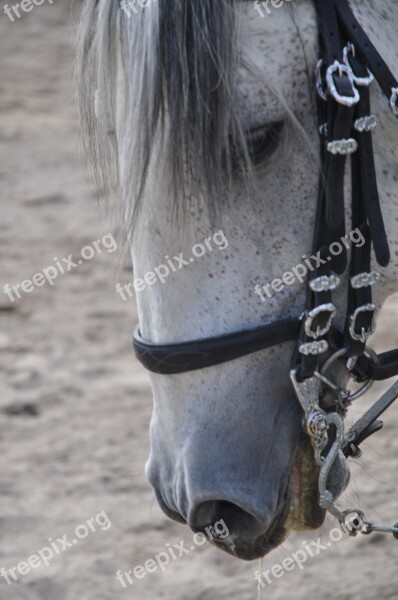 Horse Face Portrait Pferdeportrait Stallion