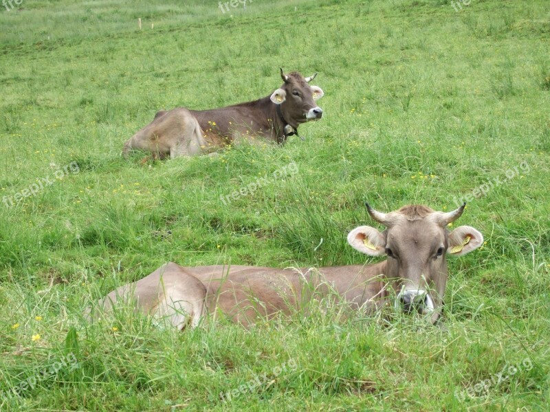 Cows Allgäu Alp Free Photos