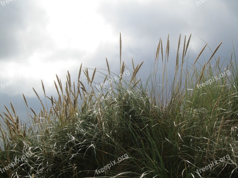 Backlighting Grass Grasses Sky Free Photos