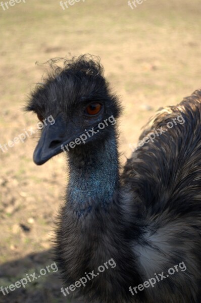 Ostrich Rhea Bird The Head Of The Eye