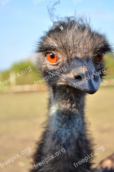 Ostrich Rhea Bird The Head Of The Eye