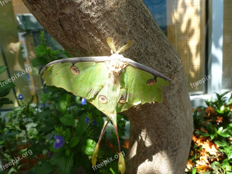 Butterfly Luna Moth Nature Green Free Photos