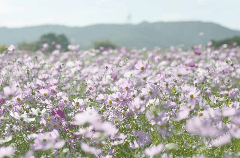 Flowers Cosmos De Autumn Nature