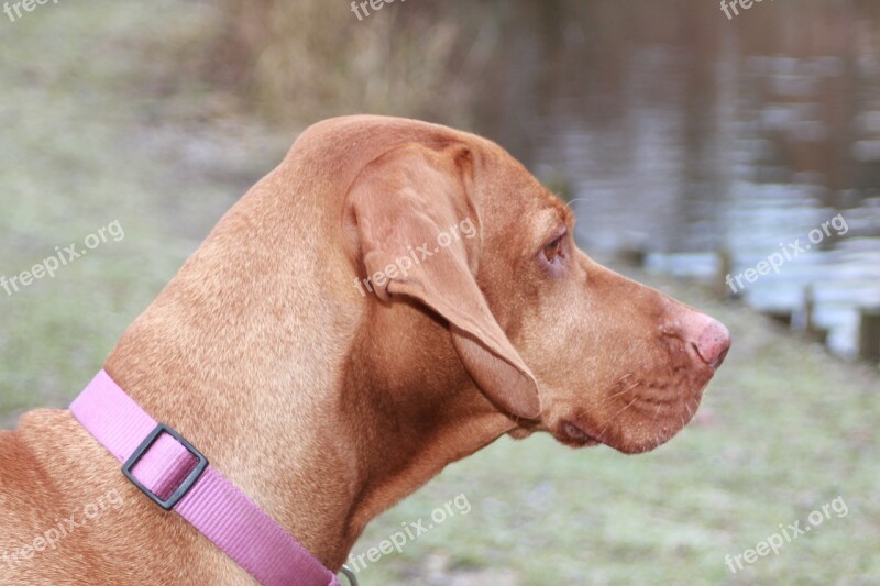 Dog Hungarian Vizsla Animal Staring Free Photos