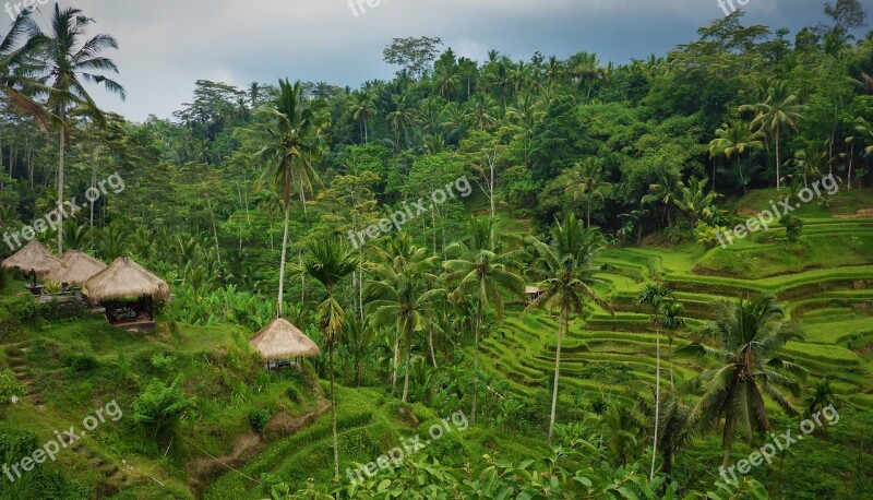 Idonesien Bali Paddy Green Rice Cultivation