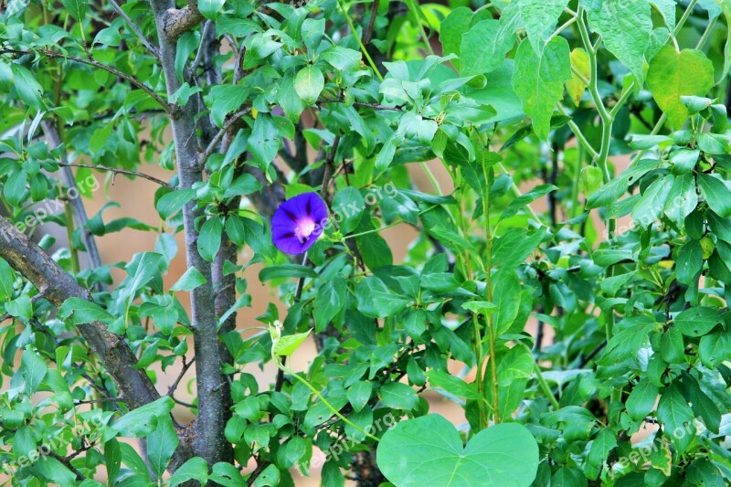 Morning Glory Flower Flower Trumpet Purple Morning Glory