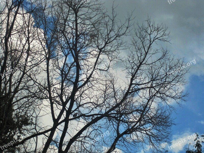 Bare Branches Trees Branches Bare Stripped