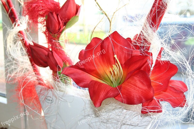 Amaryllis Flower Red Blossom Bloom