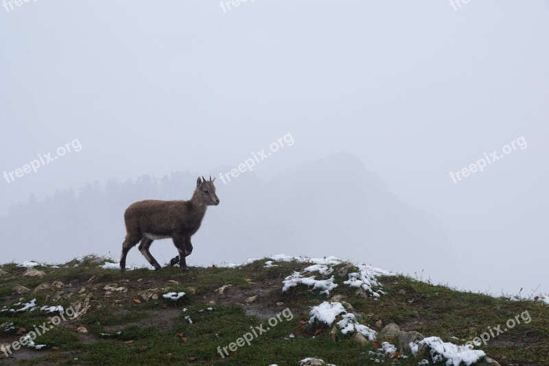 Gams Mountain Cre Creux Du Van Switzerland