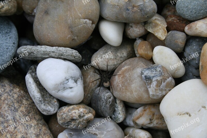 Stone Gravel Part Spider Pebbles