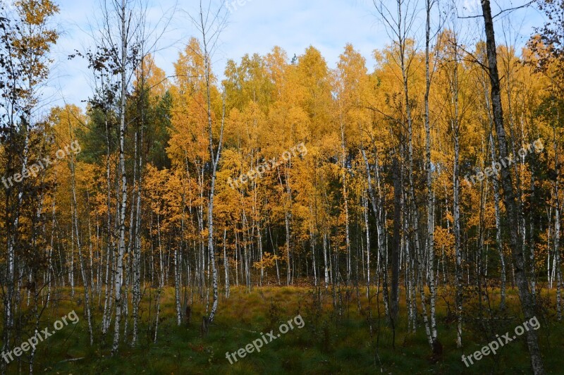 Autumn Birch Nature Forest Free Photos