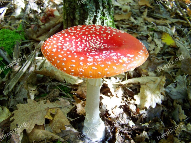 Fly-agaric Red Mushroom Nature Free Photos