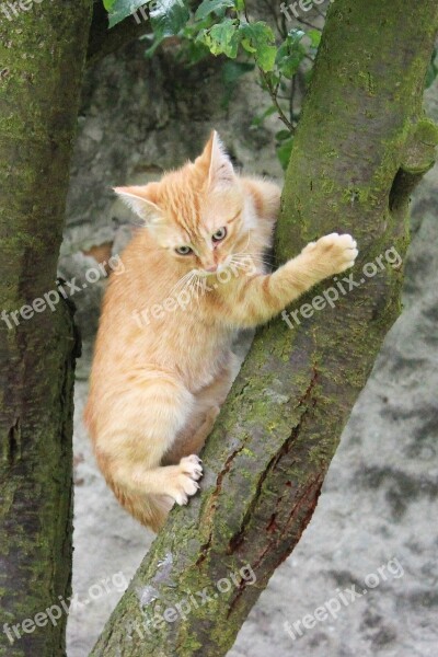 Cat Kitten Cub Hairy Pet