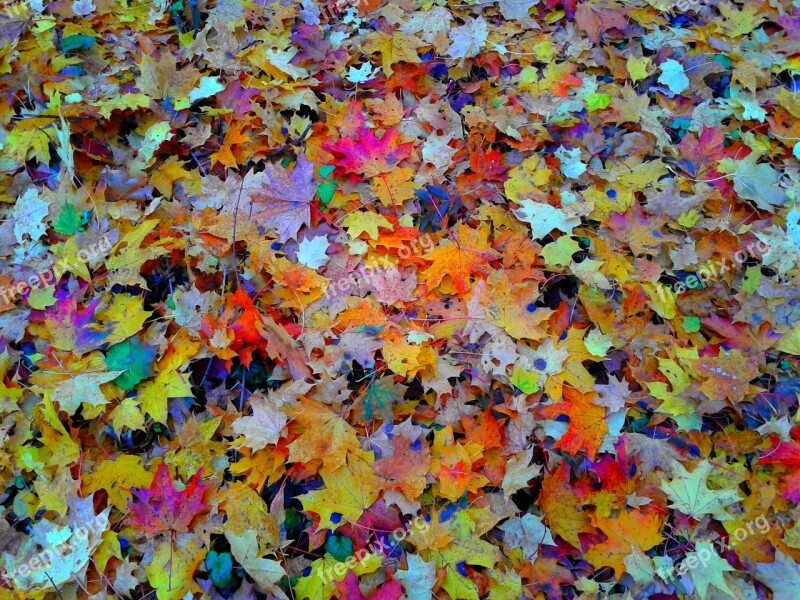 Foliage Autumn Autumn Gold Yellow Leaves Gold