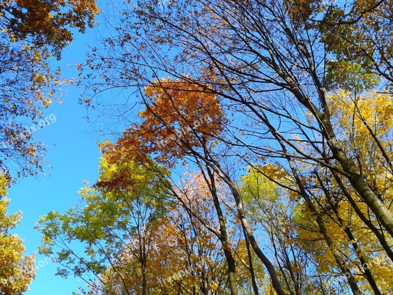 Foliage Autumn Autumn Gold Yellow Leaves Gold