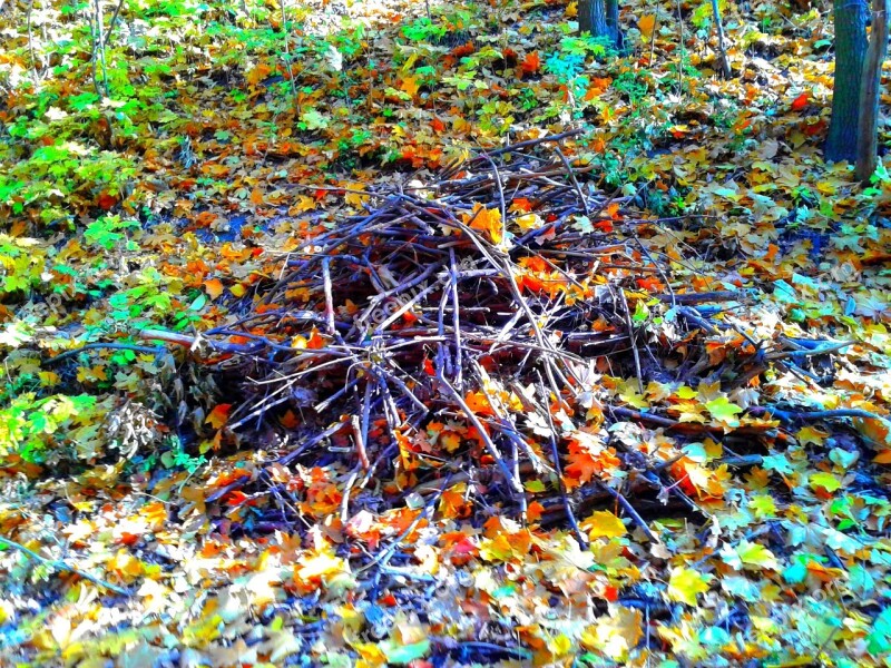 Foliage Autumn Autumn Gold Yellow Leaves Gold