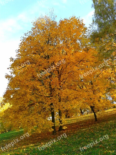 Foliage Autumn Autumn Gold Yellow Leaves Gold