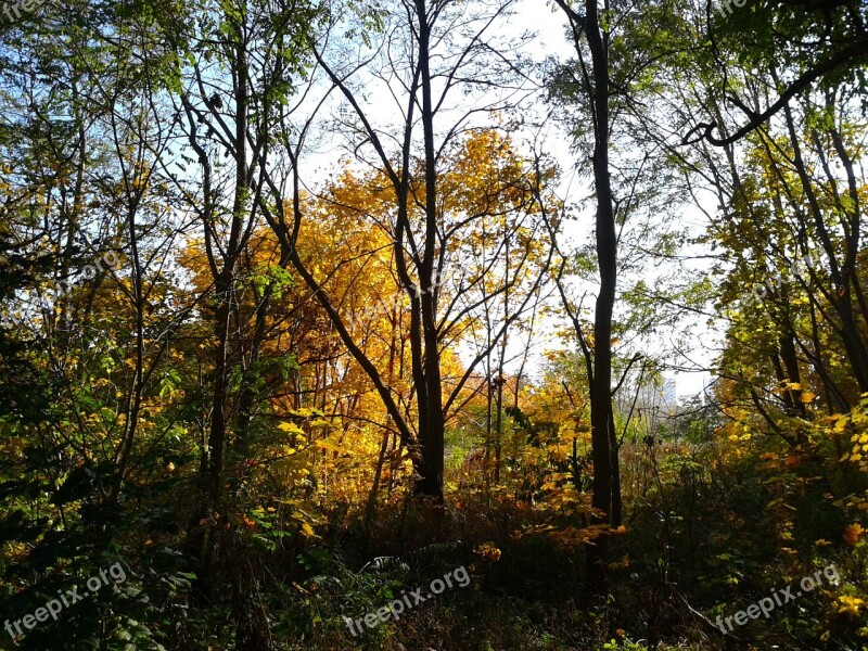 Foliage Autumn Autumn Gold Yellow Leaves Gold