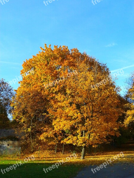 Foliage Autumn Autumn Gold Yellow Leaves Gold