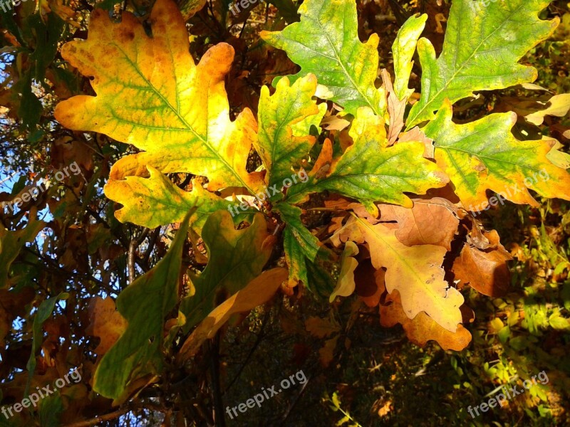 Foliage Autumn Autumn Gold Yellow Leaves Gold