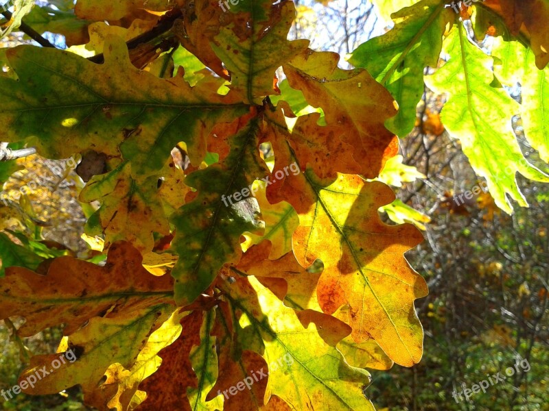 Foliage Autumn Autumn Gold Yellow Leaves Gold