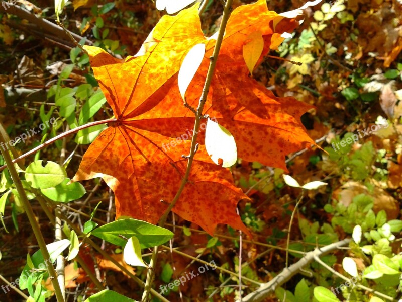 Foliage Autumn Autumn Gold Yellow Leaves Gold