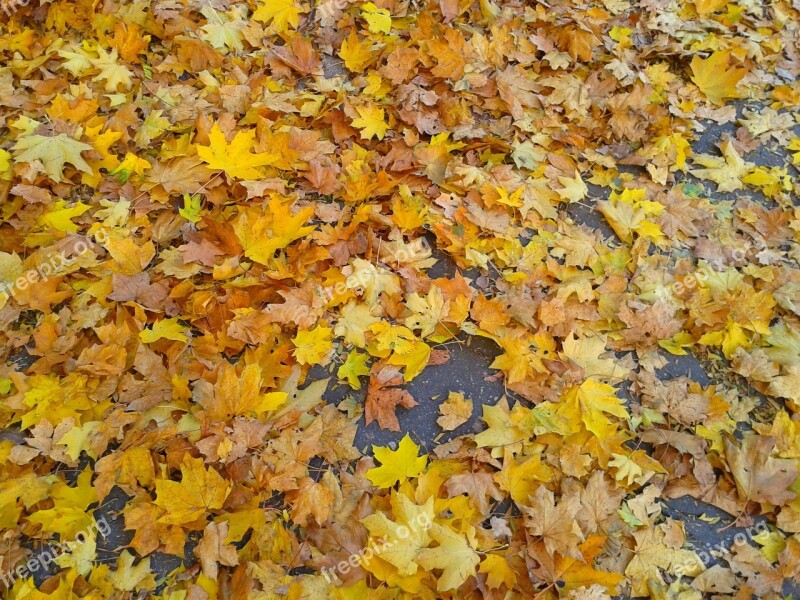 Foliage Autumn Autumn Gold Yellow Leaves Gold