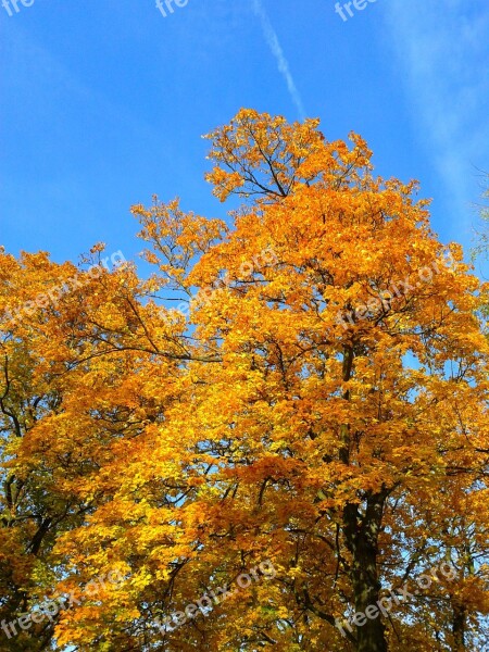 Foliage Autumn Autumn Gold Yellow Leaves Gold