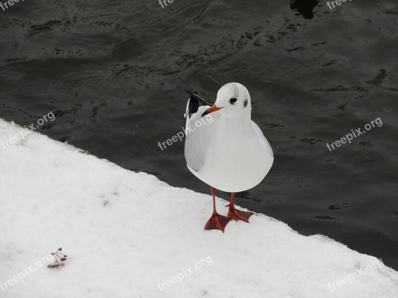 Bird Snow Cold Water Gull