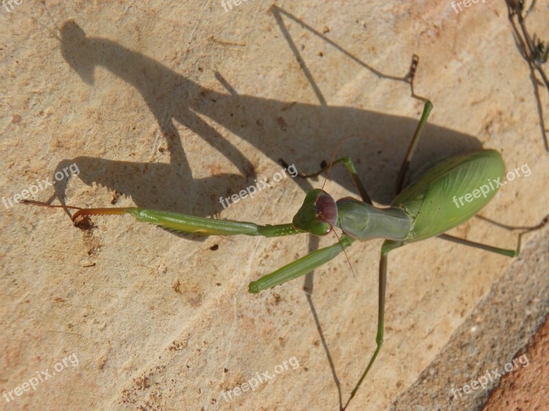 Insect Praying Mantis Mantid Bug Predator