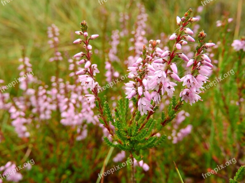 Vicia Tinctoria Heather Blata Peat-bog Detail